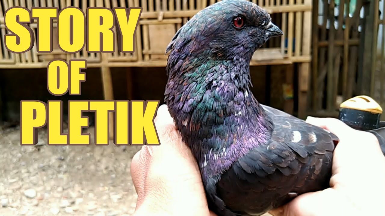 SI PLETIK BURUNG DARA JAWA SUNGUT || MERPATI YG SERING KETINGGALAN SAAT GABUR