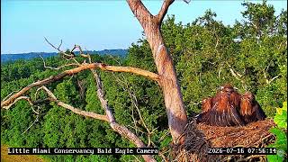 LMC Eagle Cam: 2026.07.16