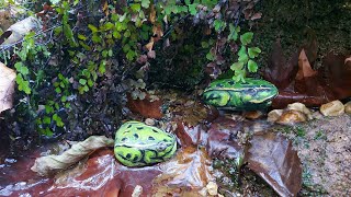 Taştan Kurbağa Yaptık | Making a Frog With a Stone