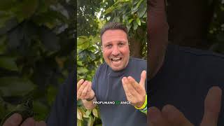 L'odore delle foglie di avocado lo conosci? 🌿 Il segreto per riconoscere la varietà Bacon!