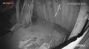 Con chuột này bị 2 bẫy kẹp, như thế thì lại chả chết.