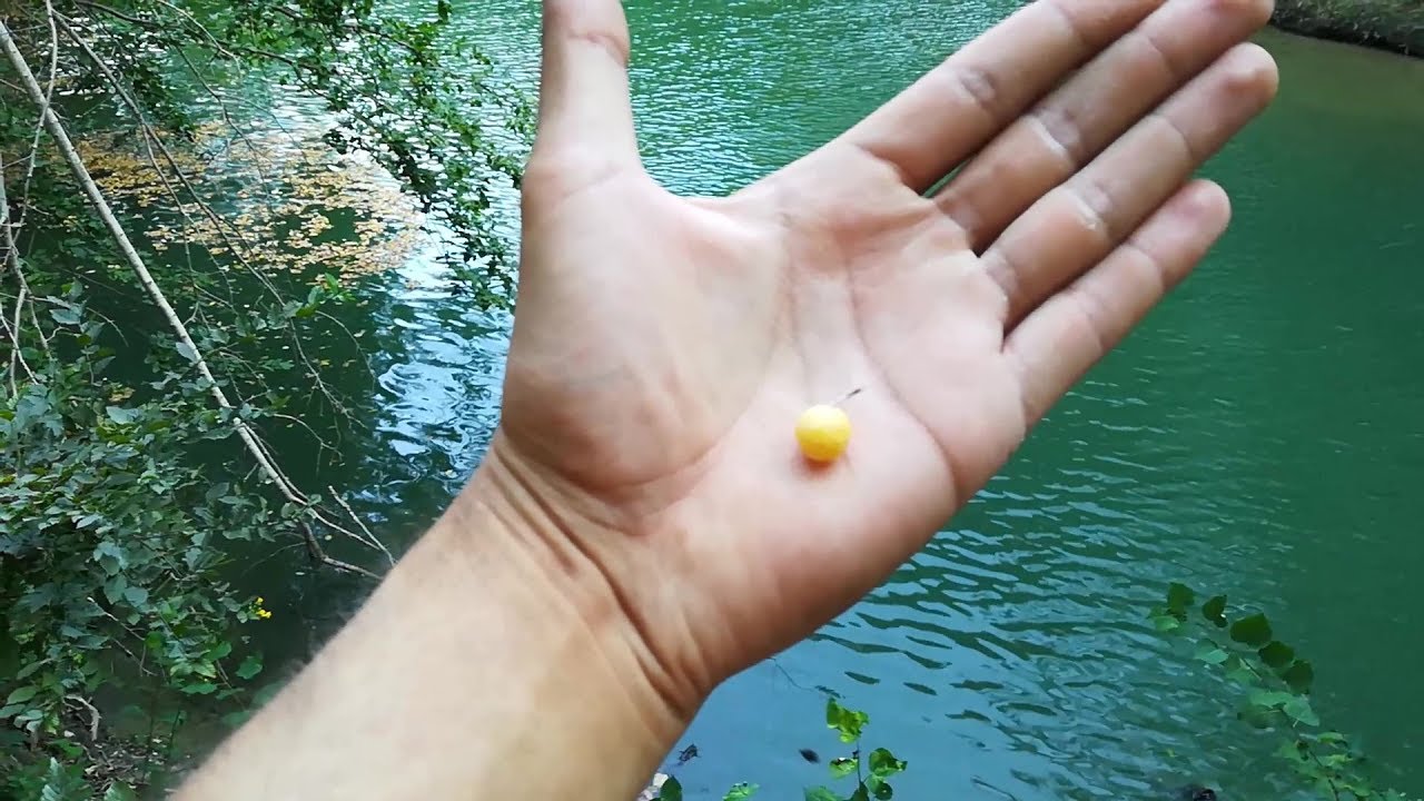 BRACONAJ CU COCOLOS DE MAMALIGA LA PESCUIT CU PLUTA