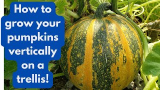 How To Grow Your Pumpkins Vertically on a Trellis