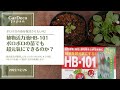 【植物活力液HB-101】ボロボロの苗でも超元氣にできるのか？