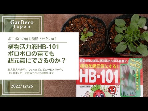 [Plant Vitalizer HB-101] Can it bring even a struggling seedling back to life?