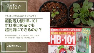 【植物活力液HB-101】ボロボロの苗でも超元氣にできるのか？