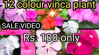 12 colour 100 രൂപ | Vinca plant sale video | #itzmeshimi #vinca