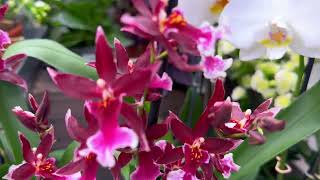 RHS Wisley, ORCHIDS #spring #flowers #rhs #wisley #orchid #orquideas