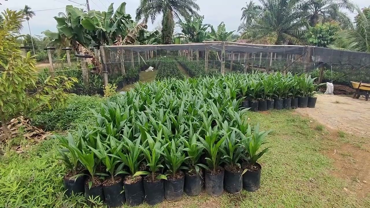 Review Bibit Kelapa Sawit PPKS 239 Siap Tanam muda! 🌴😍