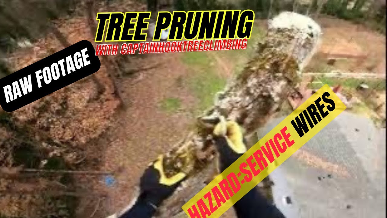 Limb Removal Over Utilities on a Mature White Oak