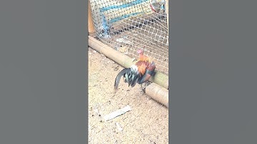 gà rừng giải nhất cho ae khá xong rồi ae ơi 👌 cố gắng lên nhé.qaib qus zaim nyawb khav tiag tiag