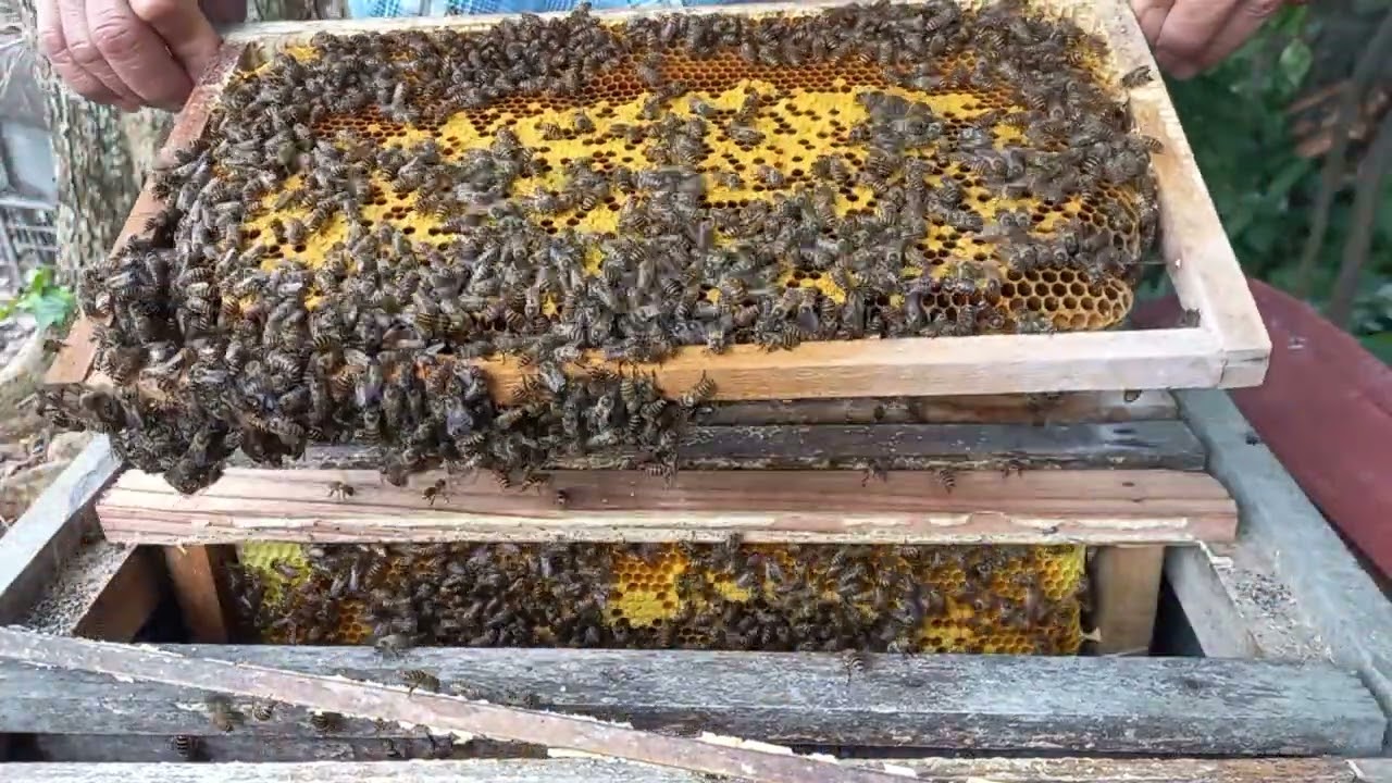 Massive Honey Harvest – Bees Swarming Everywhere!