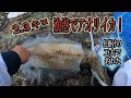 【浮き仕掛け】この仕掛けは最強でした！大物に手が震えました！