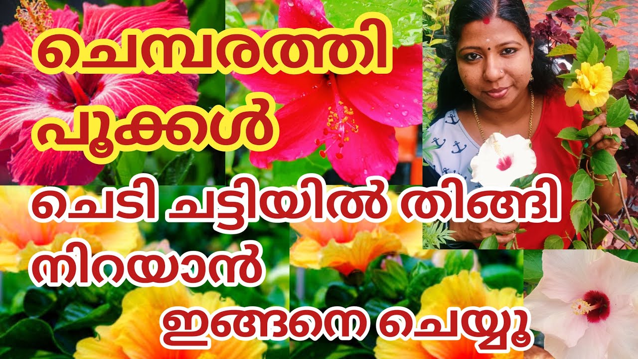 ചെമ്പരത്തി പൂക്കൾ ചെടിചട്ടിയിൽ തിങ്ങിനിറയാൻ ഇങ്ങനെ ചെയ്യൂ@Mydreamsmyhappiness#plantcaretips#garden