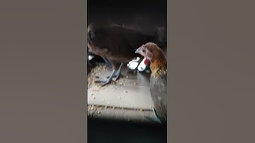 lên đường phục vụ ae đam mê🐓#thứcgàrừng86 #gàrừngtaitrắng #gàrừngrặc