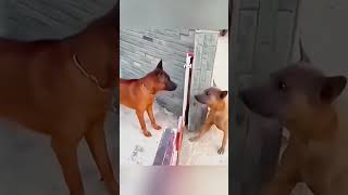 #Pet Cuddles#KangarooKapers#Pet Pranks