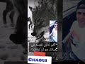 خلطوها تصفا كيما جات جات