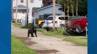 Black bear spotted meandering through Ludington