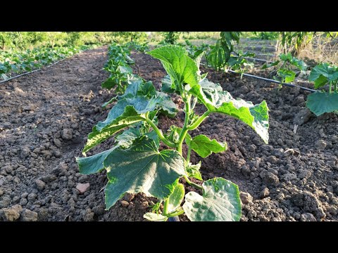 Video: Açık Alanda Bir Kafes üzerinde Salatalık Yetiştiriciliği - Kurallar + Fotoğraflar Ve Videolar