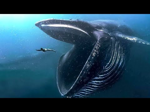 Vídeo: A baleia-da-groenlândia é um gigante marinho interessante