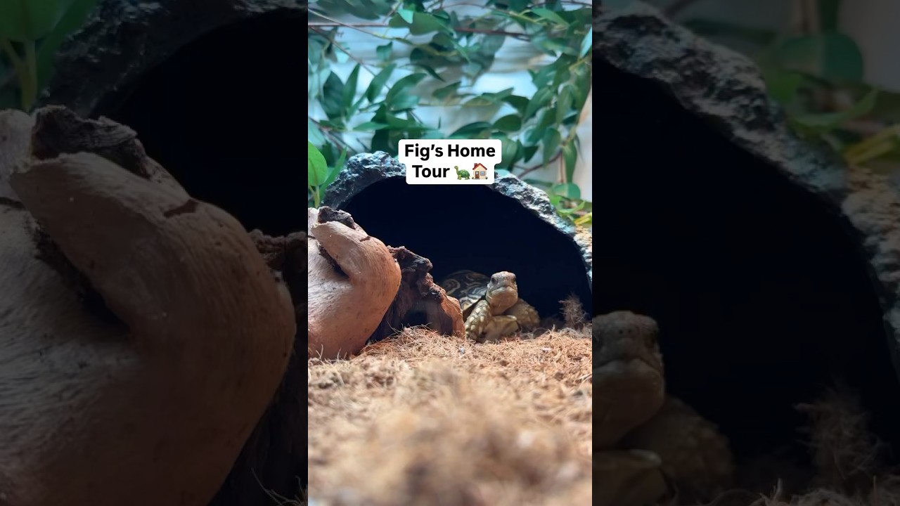 I’m finishing up Figs new outdoor enclosure 💔 he’ll be moving outside for the summer 