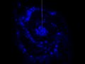 view Data Sonification: M51 (Whirlpool Galaxy) Ultraviolet Only digital asset number 1