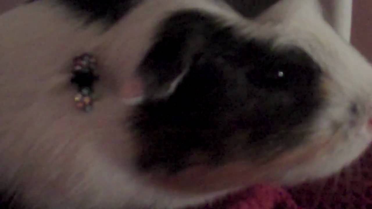 modeling guinea pig YouTube