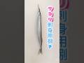 サヨリ【刺身用捌き】エラに虫がペアでいます #サヨリ #針魚 #サヨリ刺身