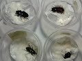 CIMG0915　No.87　成虫の掘り出し　シェンクリングオオクワガタ（Dorcus schenklingi）＆ニジイロクワガタ　（Phalacrognathus muelleri ）ノーマル