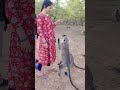 #monkey #cute #animals #youtubeshorts