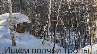 Ищем волчьи тропы. Охота. Тайга. Промысел. We are looking for wolf paths.  Hunting. Taiga. Fishing.