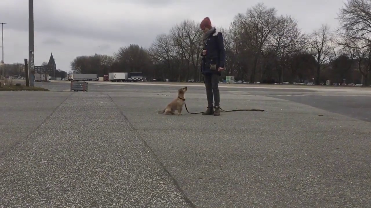 Hund Aufmerksamkeitstraining Leinentraining YouTube