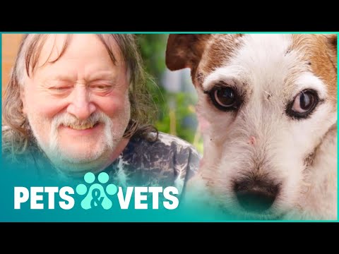 Video: Anjing Sokongan Pembelian Anda Seperti Russell, Yang Terlalu Mengganggu Orang Yang Diselamatkan & Diadopsi!