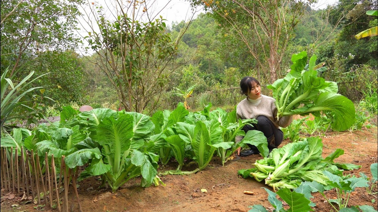 Harvesting vegetables. How to salt vegetables to preserve them for a