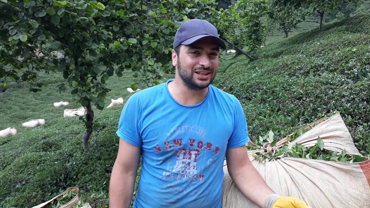 Çaylikta vampir(kan emici) sinekler🤗