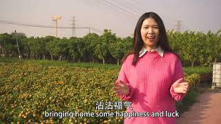 Largest Mandarin Orange Field For Harvest