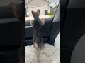 This cow is out mogging everyone | FUNNIEST Pets Of The Week