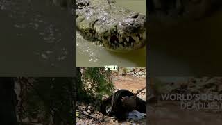 Famous Saltwater Crocodile vs Burmese Python #edit #trending #viral #vs #vsbattle Wealth