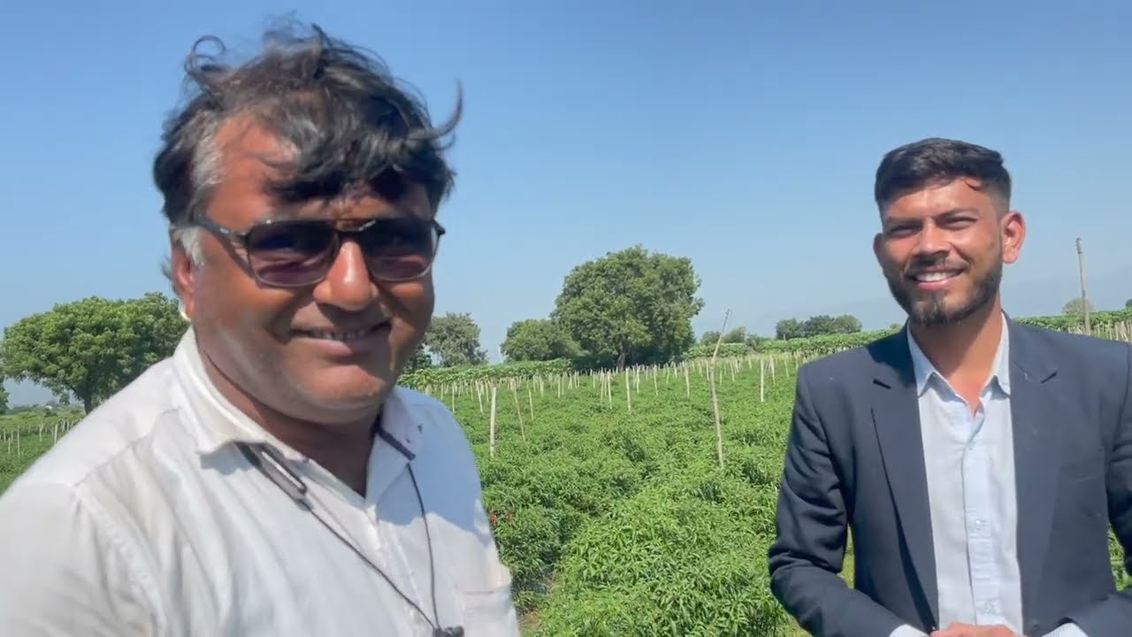 SCT वैदिक मिरची 🌶4 एकरात झाले 22 लाख, एकरी 120 क्विं. उत्पन्न‼️95% उत्पादन करतात एक्स्पोर्ट‼️