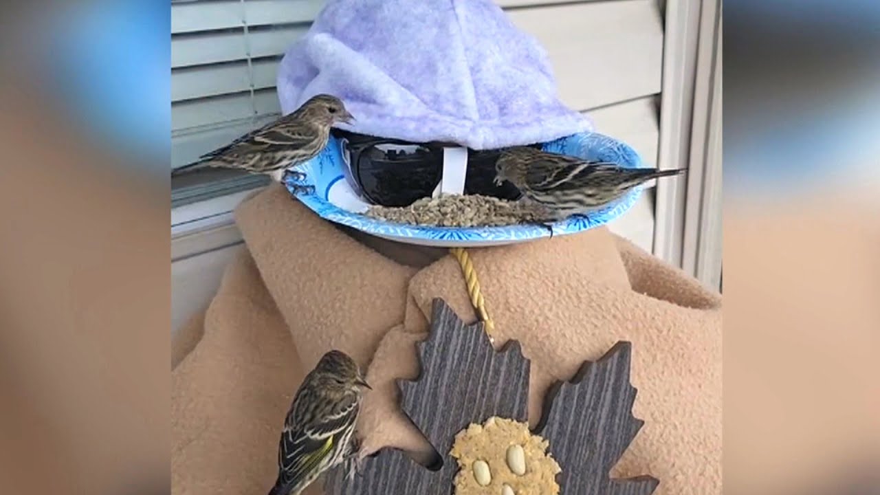 B.C. woman's unique bird feeding tactics draws beaks but raises concerns