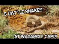 Rattle Snake Wranglin'- Rodeo Time 131