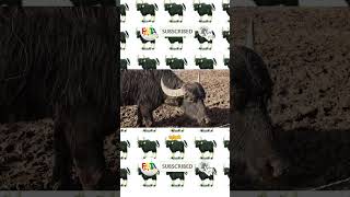 Fakta unik tentang banteng