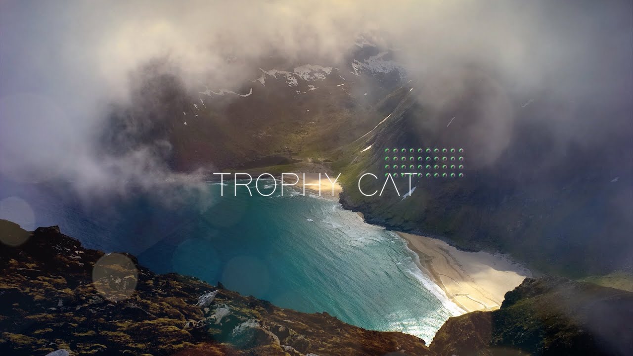 tropical house cricket [Audio] STAY - Trophy Cat x Edward Avila