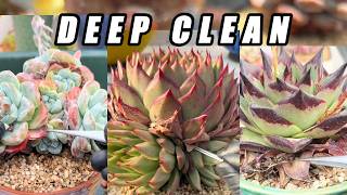 DEEP CLEAN 🌵 Stunning Succulent Rescue | Crunchy Dry Leaf Removal ASMR (No Talking)