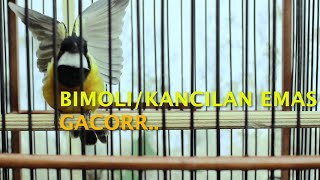 BIMOLI/KANCILAN EMAS GACOR COCOK BUAT PANCINGAN BIMOLI MALAS BUNYI