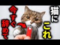 【もう遅いかも…】知らずにやってる猫との絆を壊す７つの行動