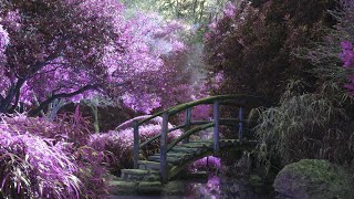 "Blissful Break: Dive into Serenity with 8 Minutes of Pure Relaxation"