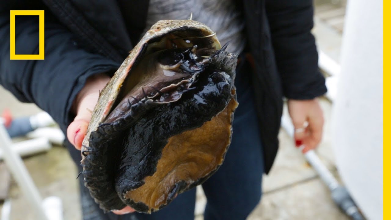 What a Sea Snail Die-off Means for Californians—and the Climate | National Geographic