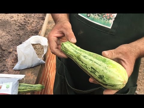 Vídeo: Como plantar abobrinha para mudas em casa