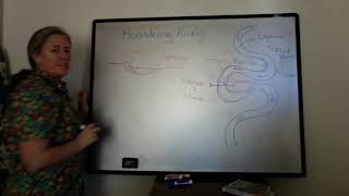 Meandering Rivers - Channels (sed strat)